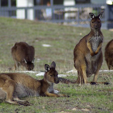 Waves & Wildlife Cottages Kangaroo Island Stokes Bay Bagian luar foto