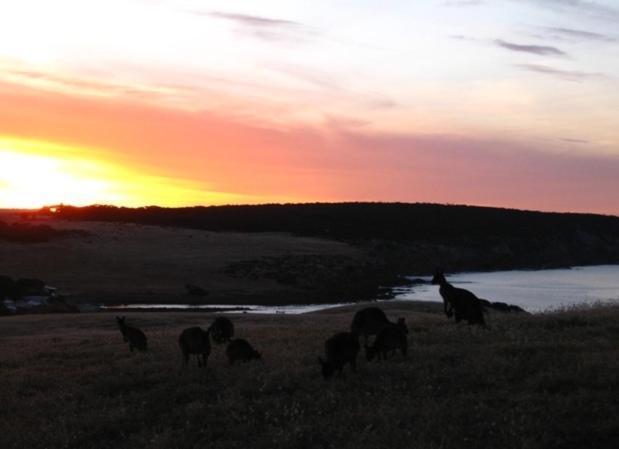 Waves & Wildlife Cottages Kangaroo Island Stokes Bay Bagian luar foto